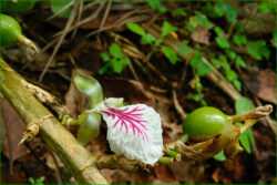 cardamome