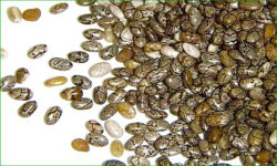 graines de chia
