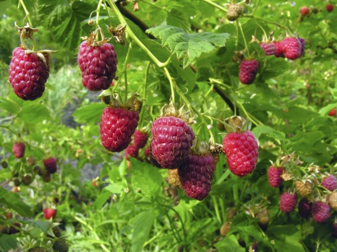 framboises