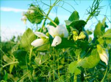 petit pois