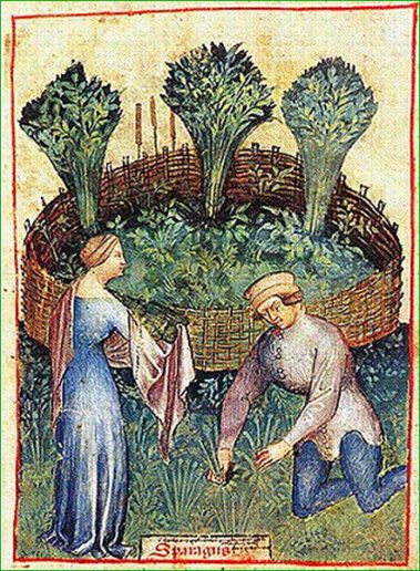 asperge