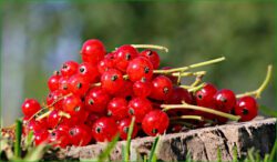 groseilles