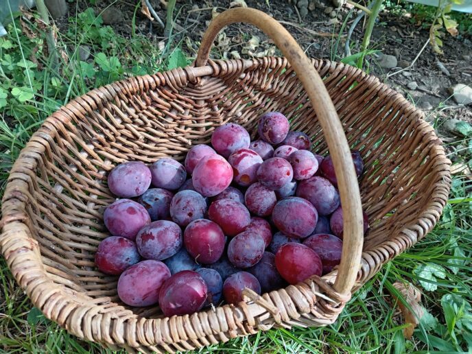 prunes bleues