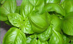 basilic