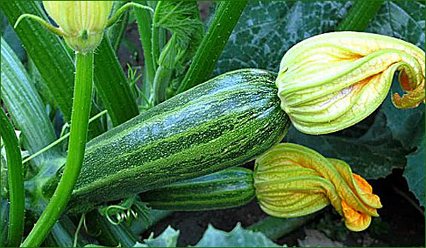 courgettes