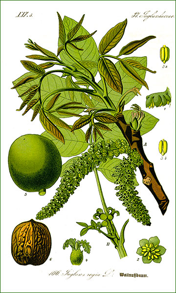 noix