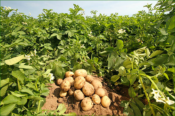 pommes de terre