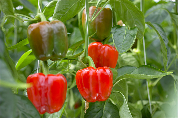 poivrons farcis