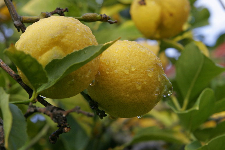 citron
