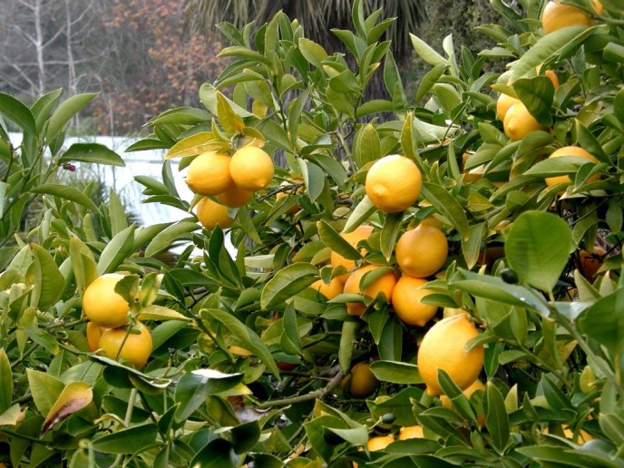 citron