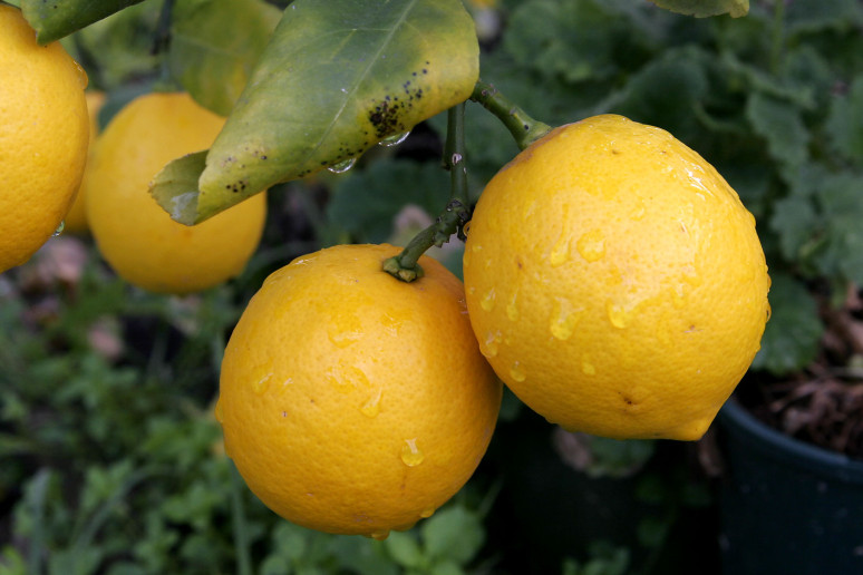 citron