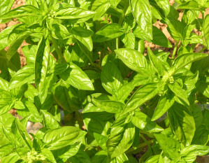 basilic