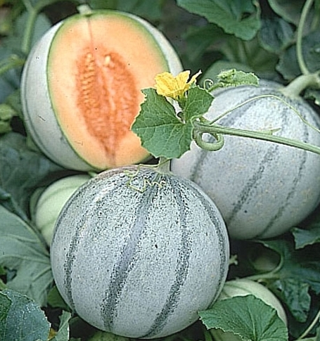 melon