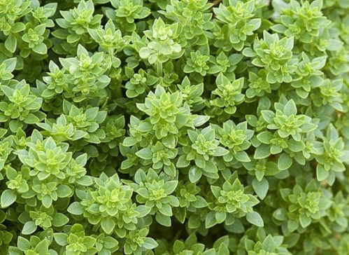 basilic