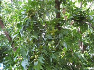 noix de pécan