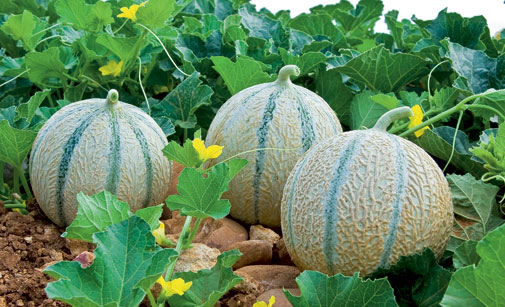 melon
